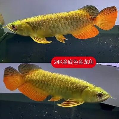 20公分紅龍魚有哪些品種，20公分紅龍魚有哪些品種20公分的紅龍魚品種對比表