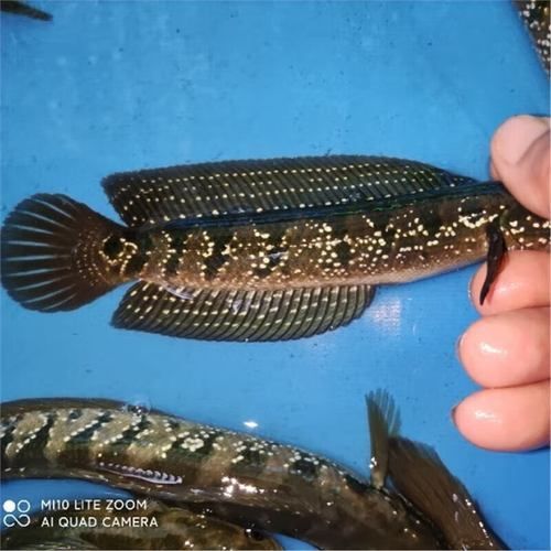 七星龍魚的價格是多少？，七星龍魚價格差異解析七星龍魚價格差異解析