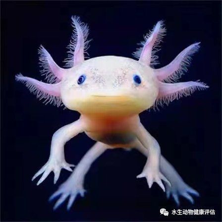 如何判斷六角龍魚是否成熟