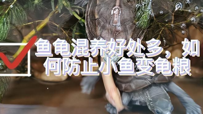 魚和烏龜一起養有哪些注意事項，魚和烏龜一起養有哪些注意事項,