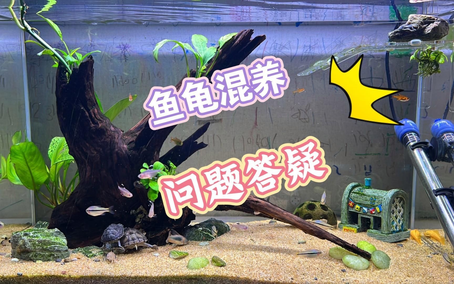 魚和烏龜一起養有哪些注意事項，魚和烏龜一起養有哪些注意事項,