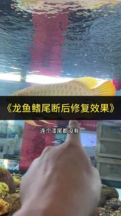 如何判斷龍魚尾部是否完全斷裂？，如何判斷龍魚尾部完全斷裂