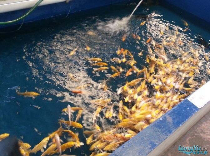 仟湖和祥龍魚場哪個更好？，仟湖魚場vs祥龍魚場