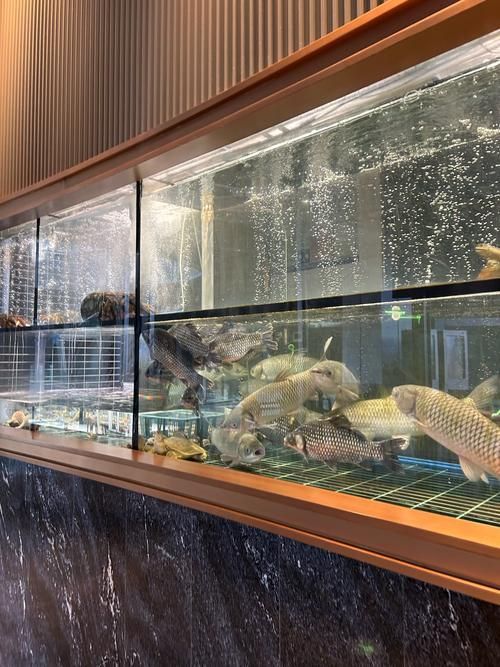 仟湖和祥龍魚場哪個更好？，仟湖魚場vs祥龍魚場