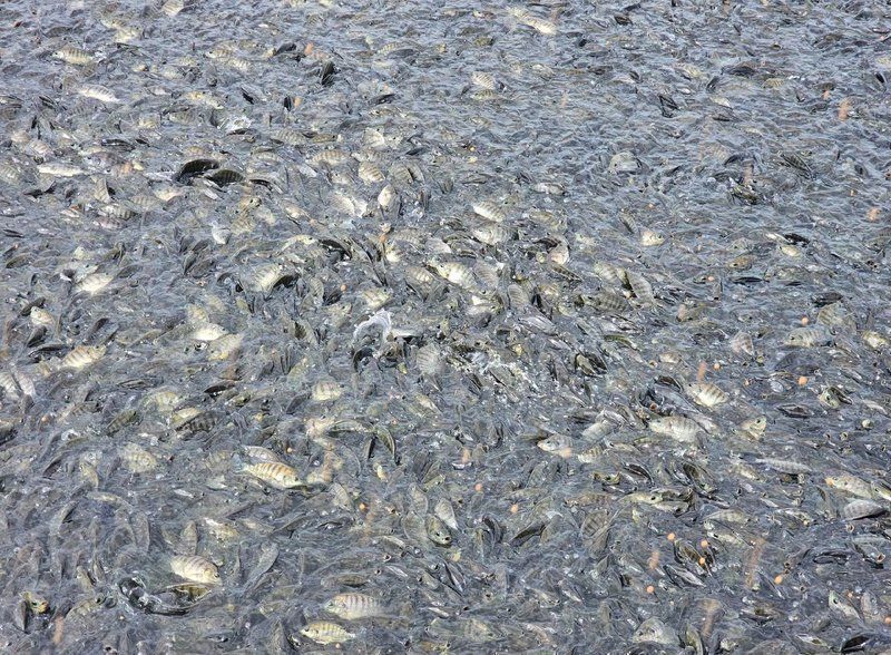 如何預防李亞龍魚病？，“李亞龍魚”并非標準水產科學研究院技術指南及預防措施