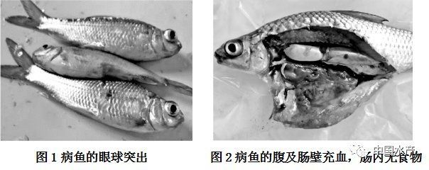 如何預防李亞龍魚病？，“李亞龍魚”并非標準水產科學研究院技術指南及預防措施