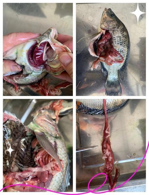 如何預防李亞龍魚病？，“李亞龍魚”并非標準水產科學研究院技術指南及預防措施