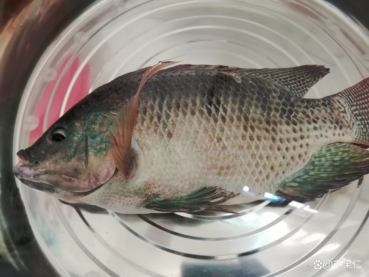 如何預防李亞龍魚病？，“李亞龍魚”并非標準水產科學研究院技術指南及預防措施