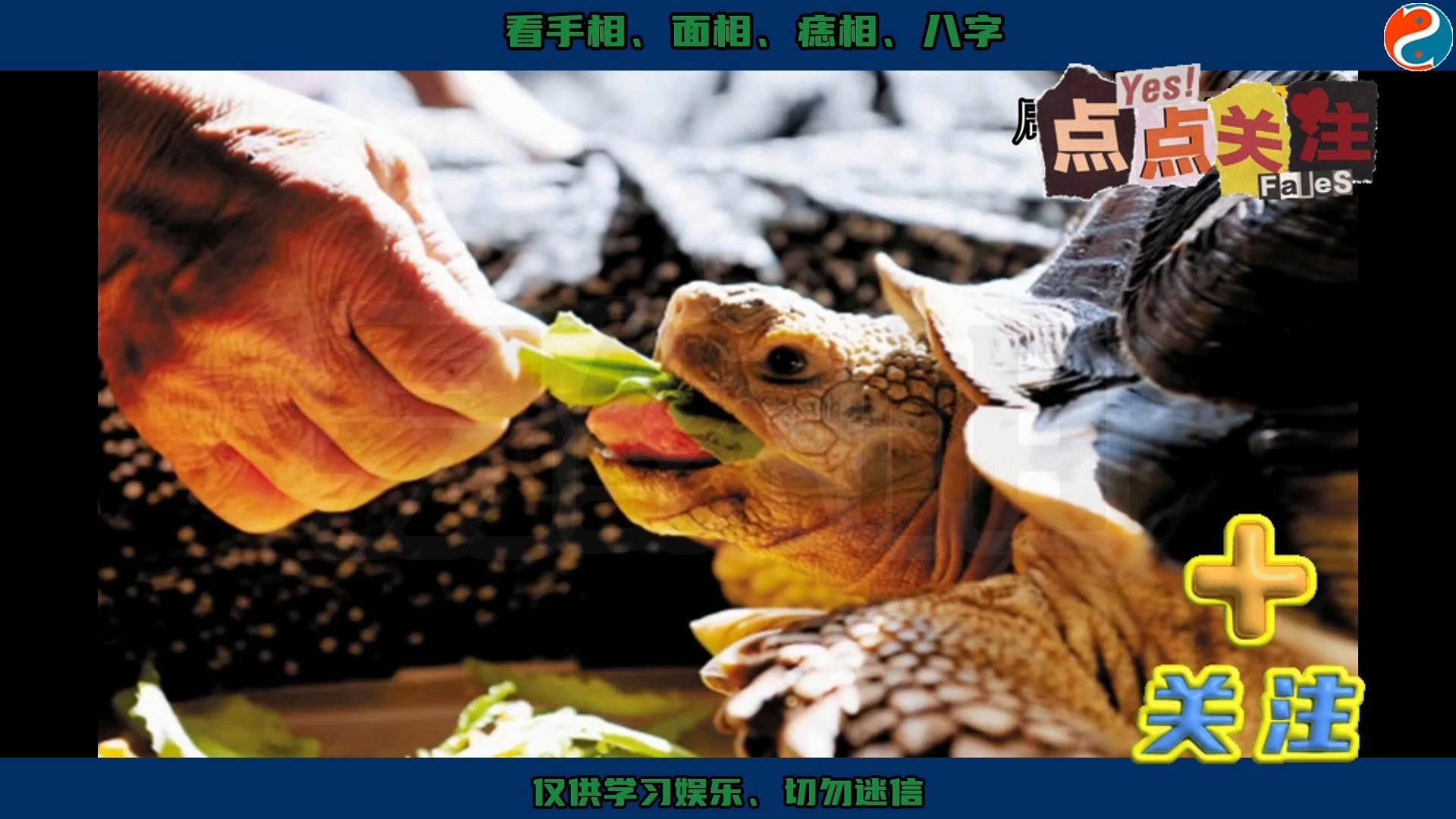 哪些龜適合放在家里財位，哪些龜適合放在家里財位，最適合放在家財位的龜