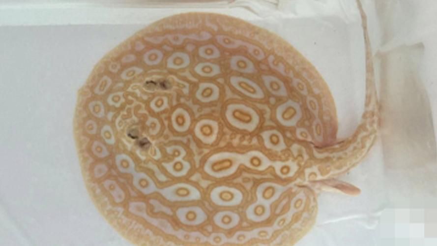 白子黑帝王魟魚的市場價格是多少？，白子黑帝王魟魚市場價格大幅回落，市場價格大幅回落