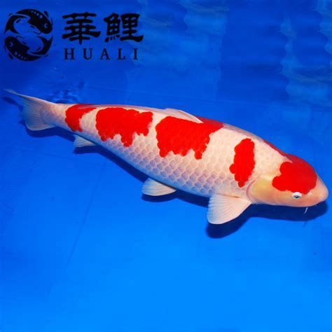 白色錦鯉身體發(fā)紅是怎么回事，白色錦鯉身體發(fā)紅是怎么回事白色錦鯉身體發(fā)紅是怎么回事