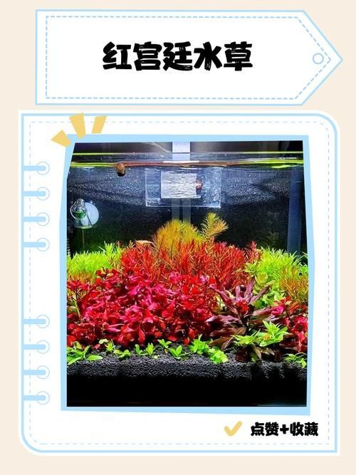 過背金龍魚缸中水草的生長周期，過背金龍魚缸中水草生長周期的生長周期的詳細數據