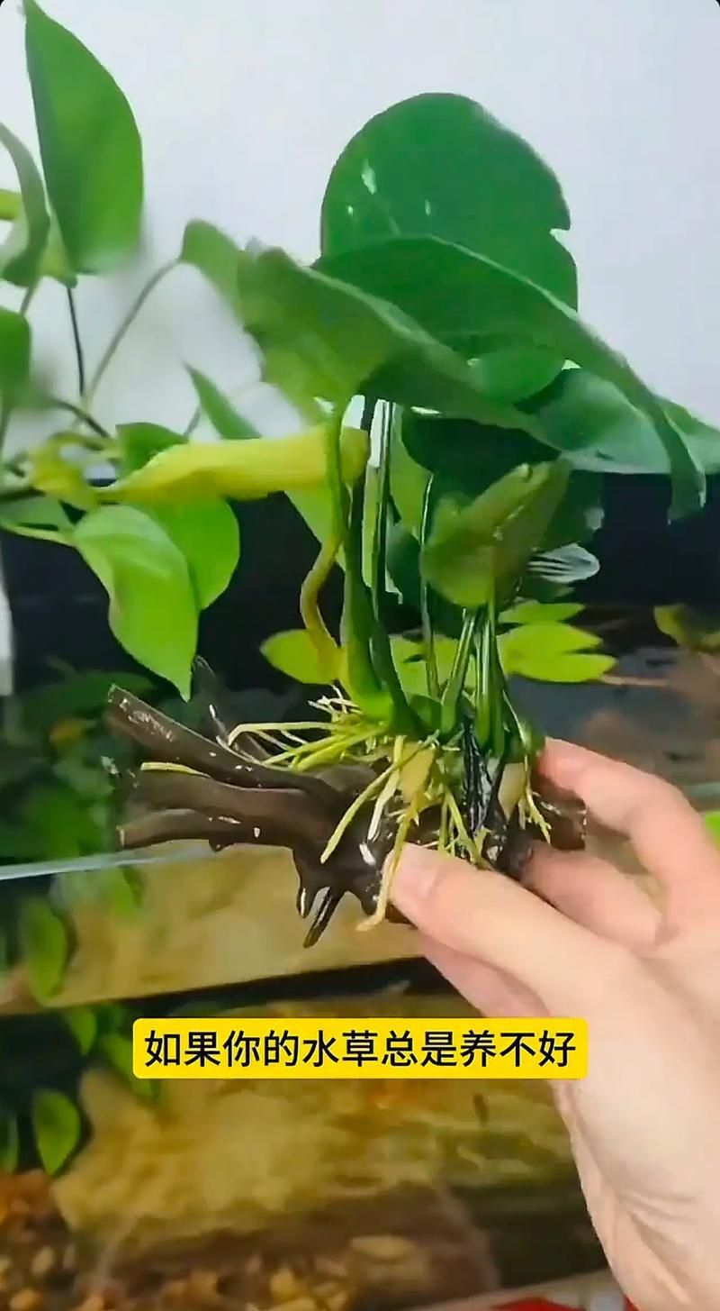 過背金龍魚缸中水草的生長周期，過背金龍魚缸中水草生長周期的生長周期的詳細數據