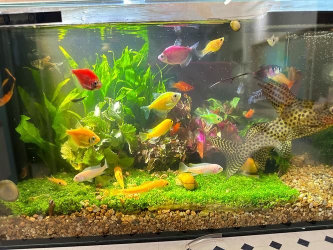 過背金龍魚缸中水草的生長周期，過背金龍魚缸中水草生長周期的生長周期的詳細數據