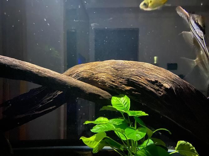 過背金龍魚缸中水草的生長周期，過背金龍魚缸中水草生長周期的生長周期的詳細數據