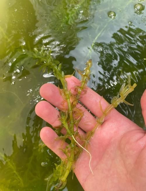 過背金龍魚缸中水草的生長周期，過背金龍魚缸中水草生長周期的生長周期的詳細數據