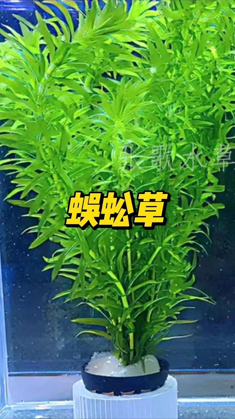 過背金龍魚缸中水草的生長周期，過背金龍魚缸中水草生長周期的生長周期的詳細數據