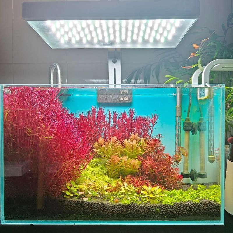 過背金龍魚缸中水草的生長周期，過背金龍魚缸中水草生長周期的生長周期的詳細數據