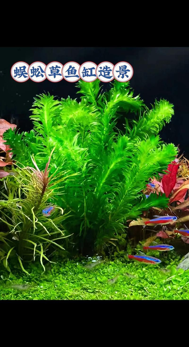 過背金龍魚缸中水草的生長周期，過背金龍魚缸中水草生長周期的生長周期的詳細數據