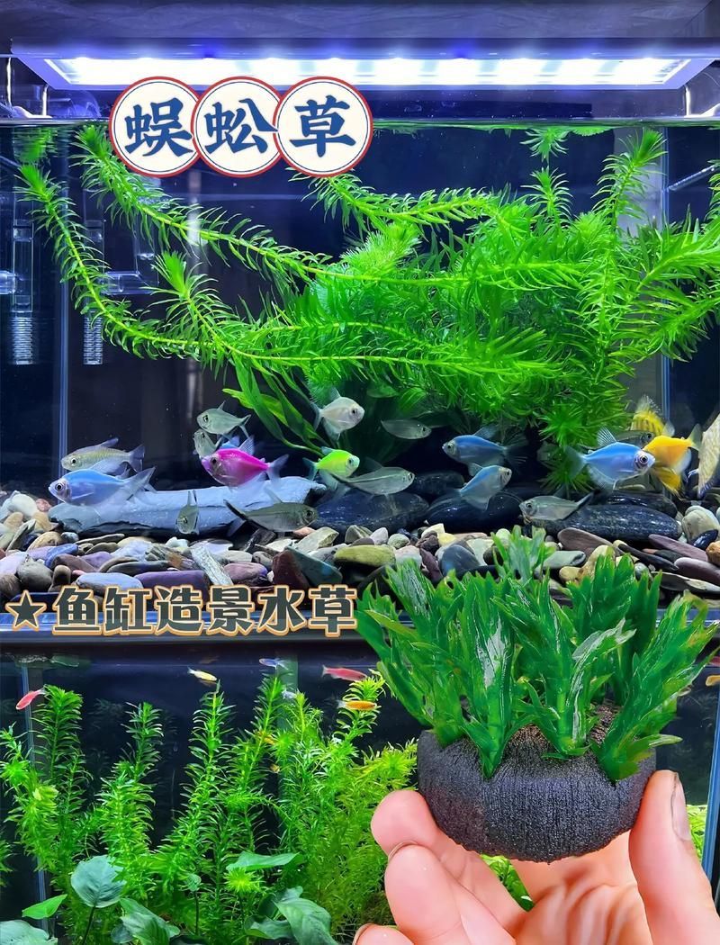 過背金龍魚缸中水草的生長周期，過背金龍魚缸中水草生長周期的生長周期的詳細數據