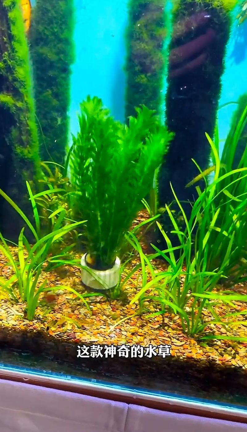 過背金龍魚缸中水草的生長周期，過背金龍魚缸中水草生長周期的生長周期的詳細數據