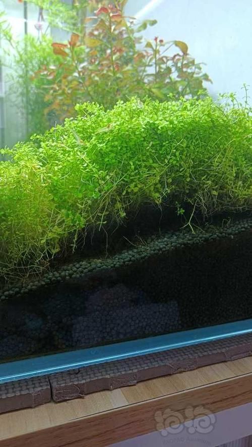過背金龍魚缸中水草的生長周期，過背金龍魚缸中水草生長周期的生長周期的詳細數據