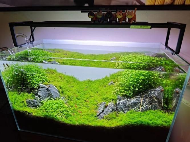 過背金龍魚缸中水草的生長周期，過背金龍魚缸中水草生長周期的生長周期的詳細數據