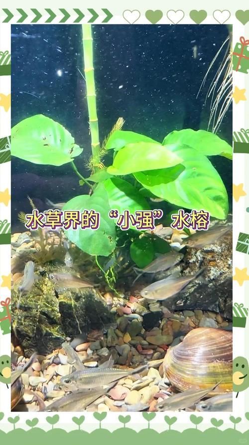 過背金龍魚缸中水草的生長周期，過背金龍魚缸中水草生長周期的生長周期的詳細數據
