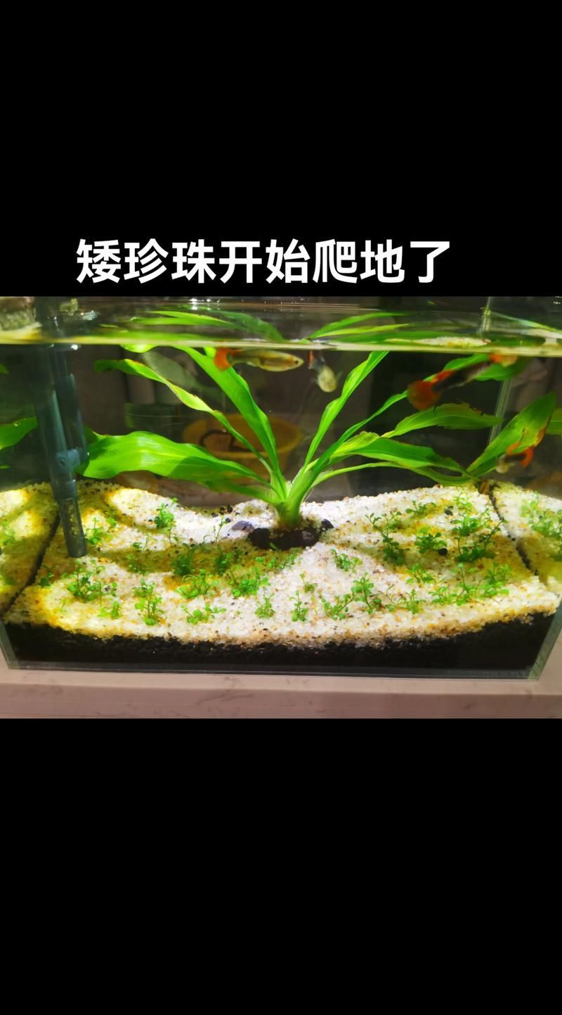過背金龍魚缸中水草的生長周期，過背金龍魚缸中水草生長周期的生長周期的詳細數據
