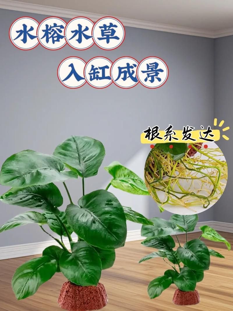 過背金龍魚缸中水草的生長周期，過背金龍魚缸中水草生長周期的生長周期的詳細數據