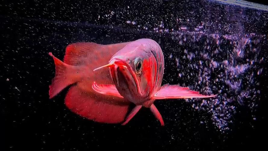紅龍魚高清圖片素材，紅龍魚的價格是多少,給我一些紅龍魚的高清圖片素材