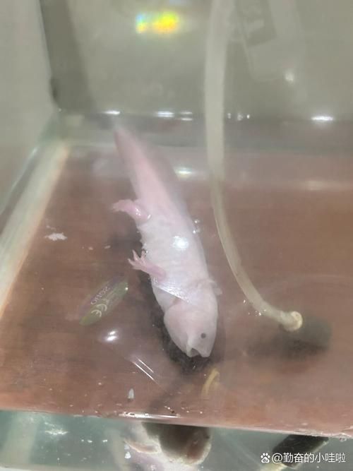 能提供六角恐龍魚假死狀態的圖片嗎，六角恐龍魚會進入“假死”狀態嗎六角恐龍魚假死狀態圖片