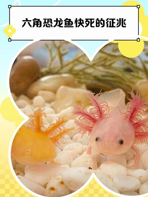 能提供六角恐龍魚假死狀態的圖片嗎，六角恐龍魚會進入“假死”狀態嗎六角恐龍魚假死狀態圖片