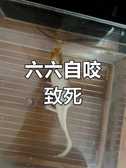 能提供六角恐龍魚假死狀態的圖片嗎，六角恐龍魚會進入“假死”狀態嗎六角恐龍魚假死狀態圖片