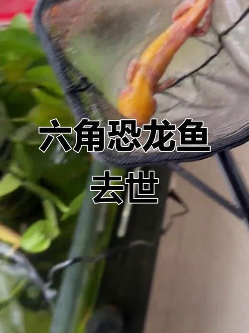 能提供六角恐龍魚假死狀態的圖片嗎，六角恐龍魚會進入“假死”狀態嗎六角恐龍魚假死狀態圖片