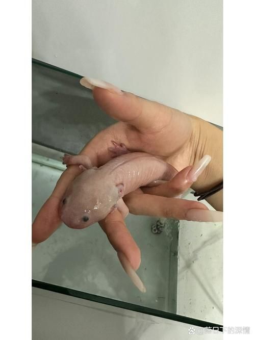 能提供六角恐龍魚假死狀態的圖片嗎，六角恐龍魚會進入“假死”狀態嗎六角恐龍魚假死狀態圖片