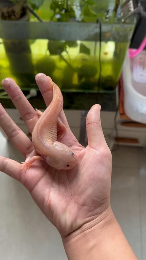 能提供六角恐龍魚假死狀態的圖片嗎，六角恐龍魚會進入“假死”狀態嗎六角恐龍魚假死狀態圖片