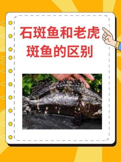 推薦一些虎斑恐龍魚的觀賞品種，虎斑恐龍魚圖鑒