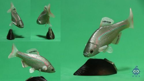 推薦一些虎斑恐龍魚的觀賞品種，虎斑恐龍魚圖鑒