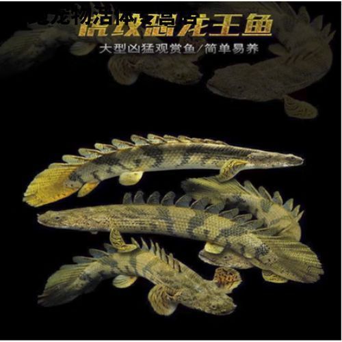 推薦一些虎斑恐龍魚的觀賞品種，虎斑恐龍魚圖鑒