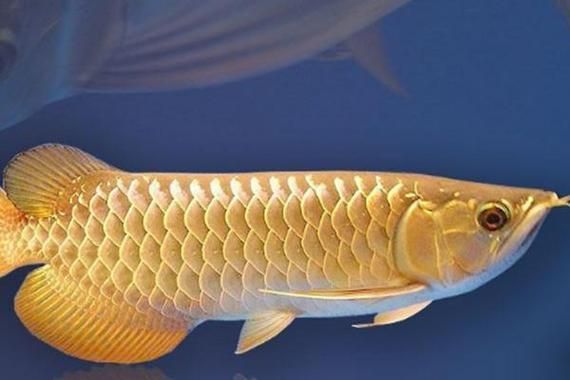 有哪些常見的過背金龍魚仿品，如何辨別過背金龍魚