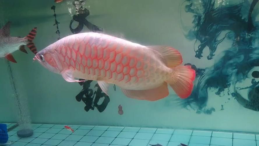 如何判斷紅龍魚的檔次，如何判斷紅龍魚的檔次，紅龍魚的價格