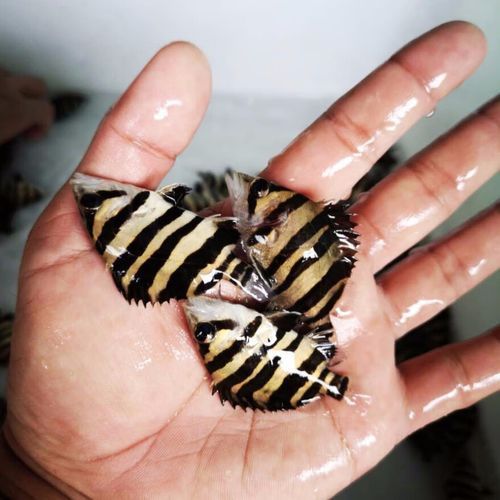印尼四紋虎的價格是多少？，印尼四紋虎價格是多少印尼四紋虎的價格是多少