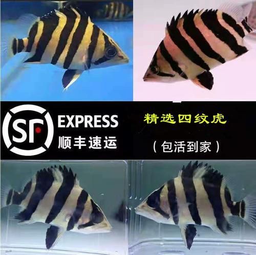 印尼四紋虎的價格是多少？，印尼四紋虎價格是多少印尼四紋虎的價格是多少
