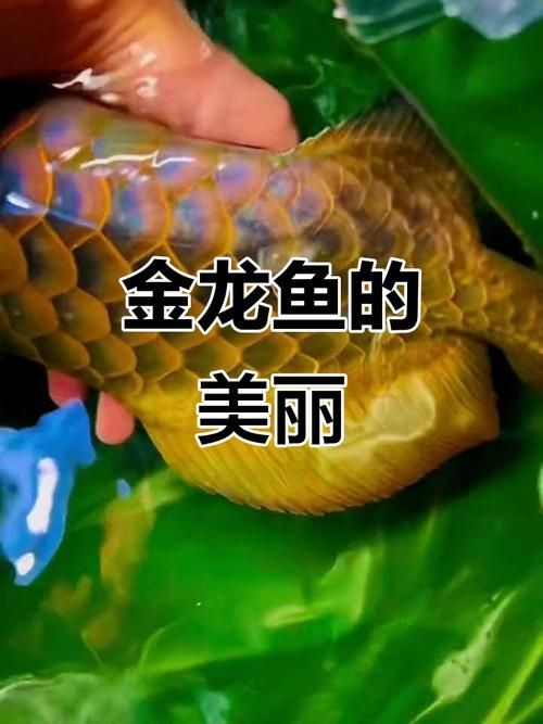 如何判斷古典過背金龍魚的品質，判斷古典過背金龍魚的品質如何判斷古典過背金龍魚品質