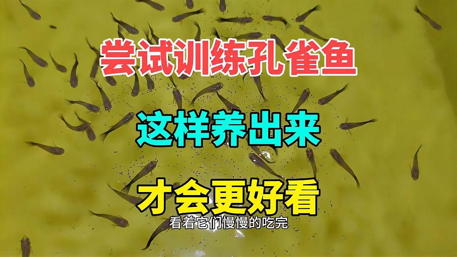 給我一些孔雀魚的飼養技巧，孔雀魚的飼養技術