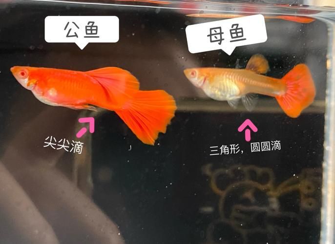給我一些孔雀魚的飼養技巧，孔雀魚的飼養技術