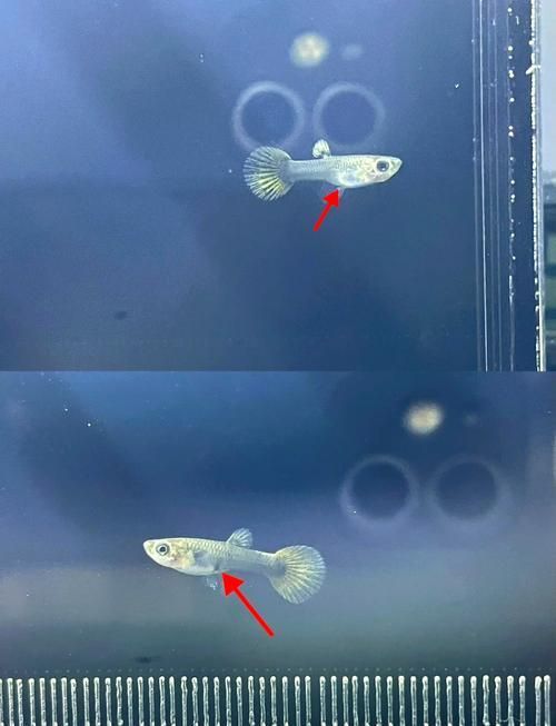 給我一些孔雀魚的飼養技巧，孔雀魚的飼養技術