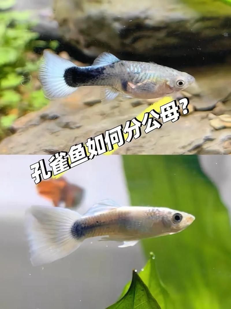 給我一些孔雀魚的飼養技巧，孔雀魚的飼養技術