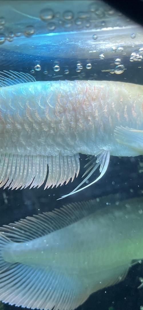 如何改善龍魚胡須交叉的問題？，如何改善龍魚胡須交叉問題？